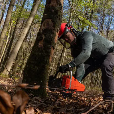 Tree service
